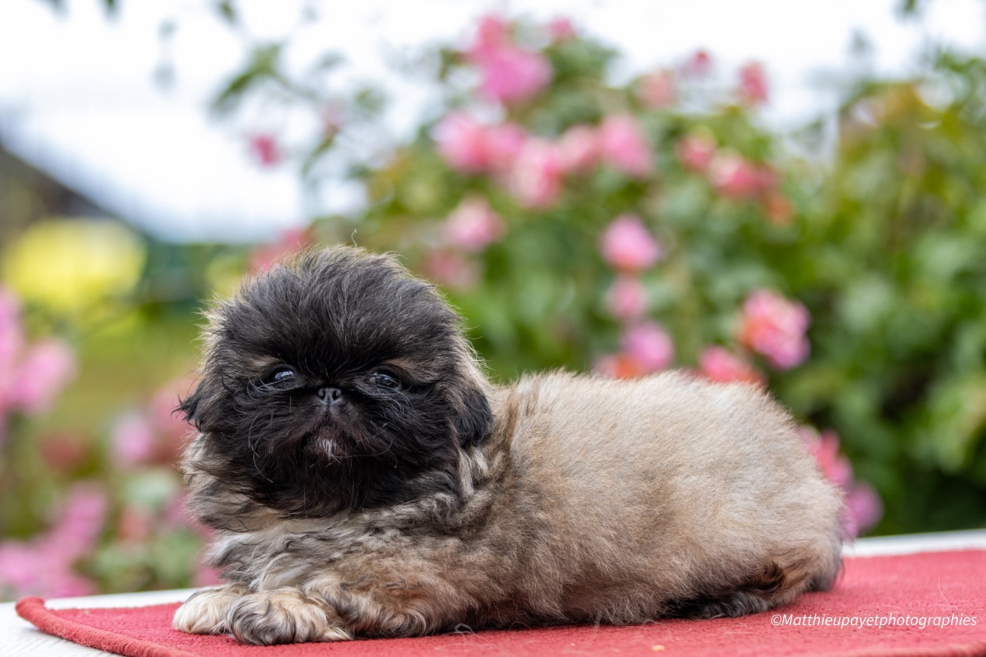 Du Palais Des Princes Dragon - Chiots disponibles - Pekinois