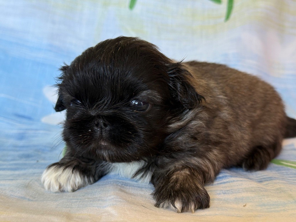 Du Palais Des Princes Dragon - Chiots disponibles - Pekinois